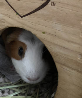 brown and white guinea pig